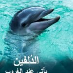 الدلفين يأتي عند الغروب
